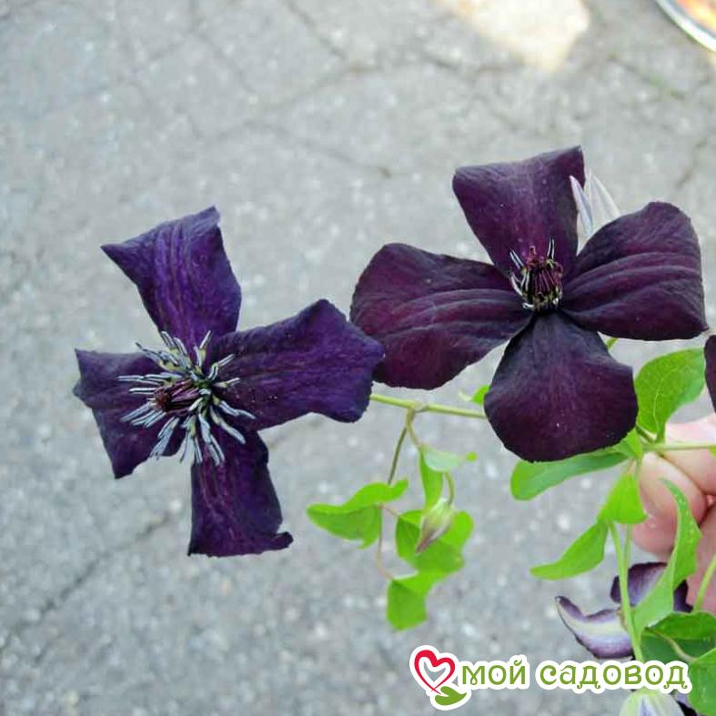 Клематис Дарк Айс ЗКС