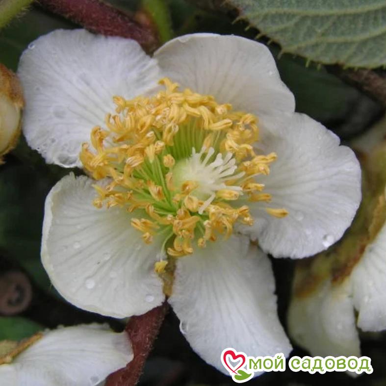 Киви актинидия деликатесная Дженни