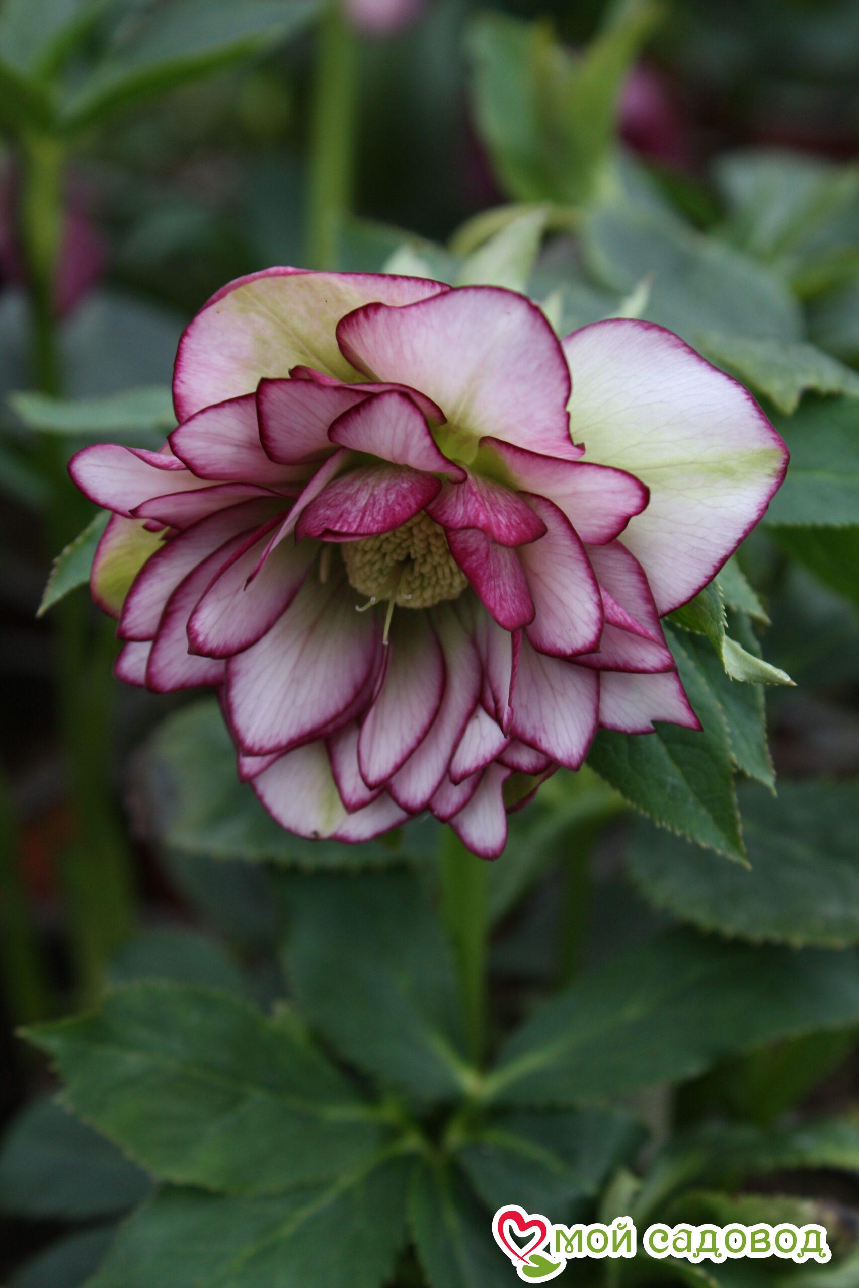 Морозник Дабл Элен Пикоти